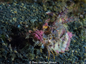 colored scorpioenfish by Marc Van Den Broeck 